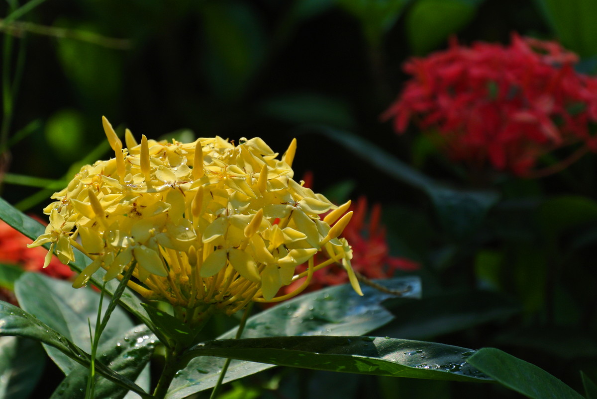 此花是缅甸的国花,被人们称为"百日红",象征着争先恐后