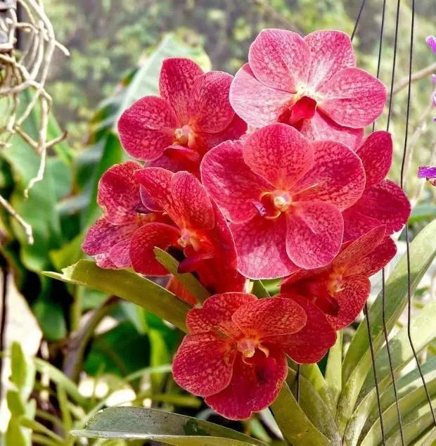 万代兰!第一次见,美了美了!