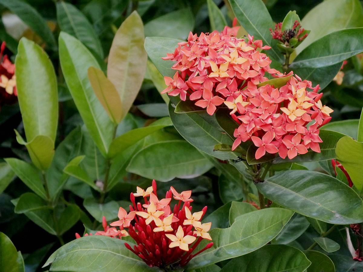 此花是缅甸的国花,被人们称为"百日红",象征着争先恐后