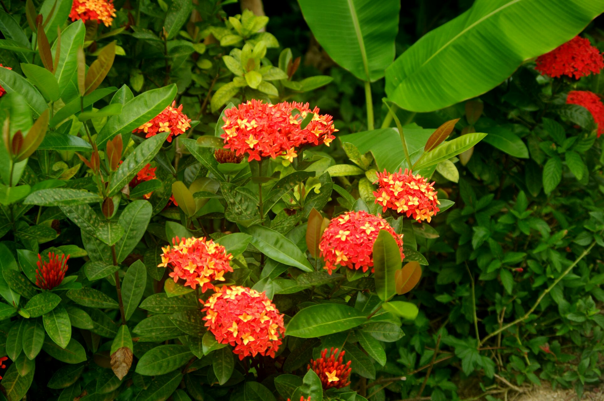 此花是缅甸的国花,被人们称为"百日红",象征着争先恐后