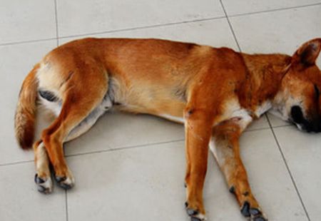 狗狗太调皮将家里的地板踩坏,主人一番训斥,狗狗流下忏悔的眼泪