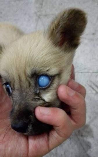 狗狗青光眼症状图片图片