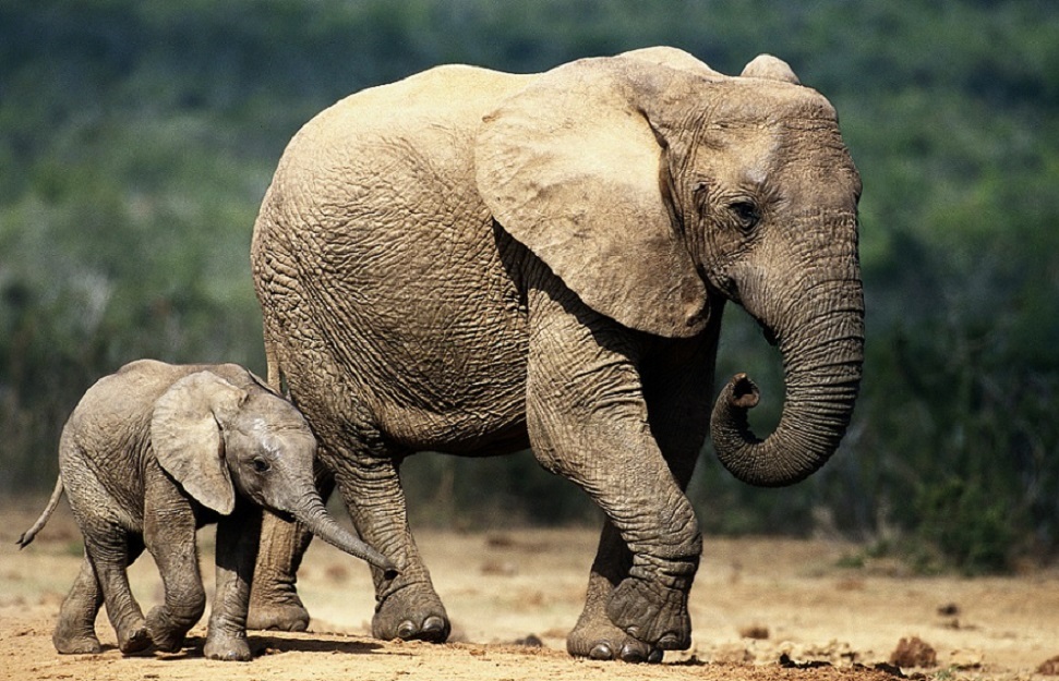 云南缅甸大象这么多为什么 野象智商到底有多高