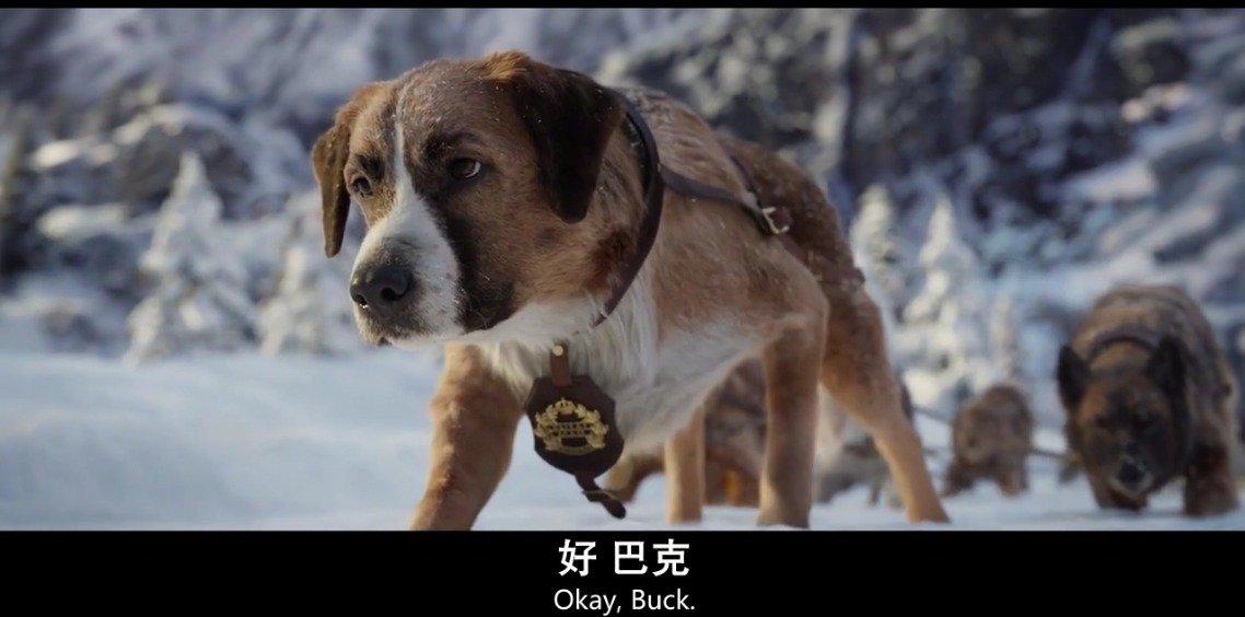 听说过雪橇犬雪地解锁,猫咪也会这样吗?