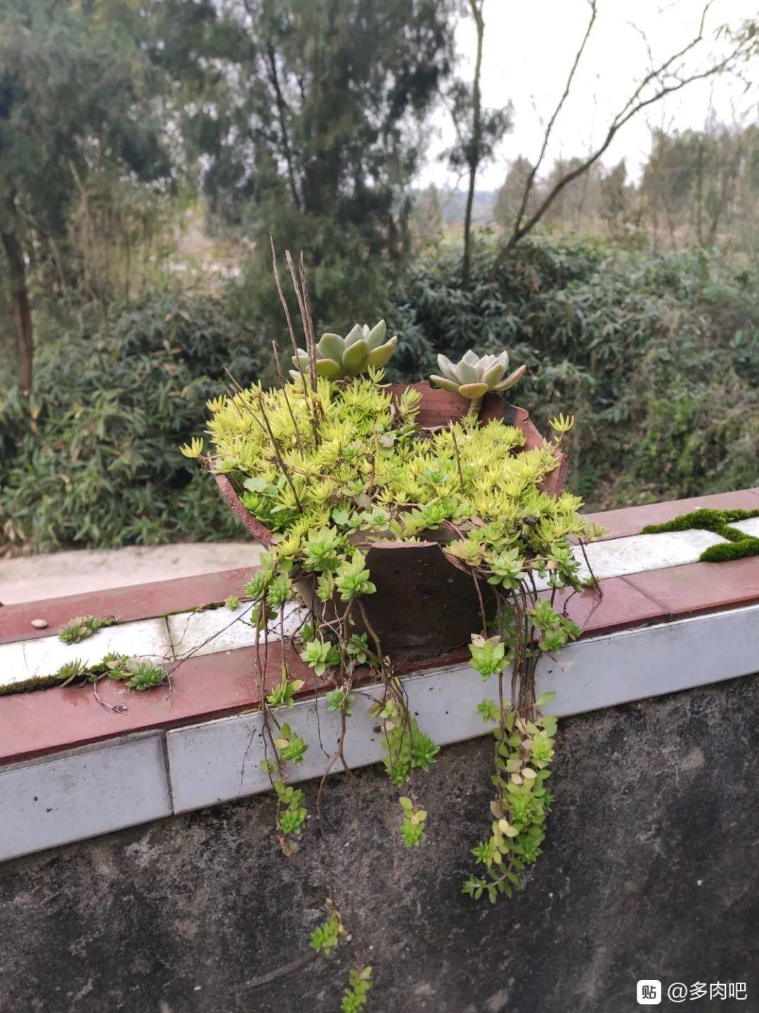图作者 | q197420你家有废弃的坛子吗?不如也来试试种花吧!