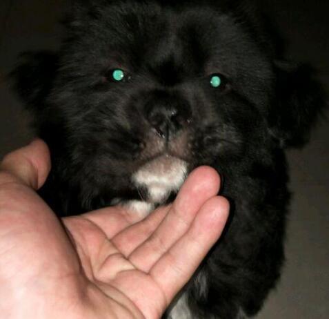 就算两只纯黑的狗狗,它们的后代也并不一定是黑色的,数量稀少,所以