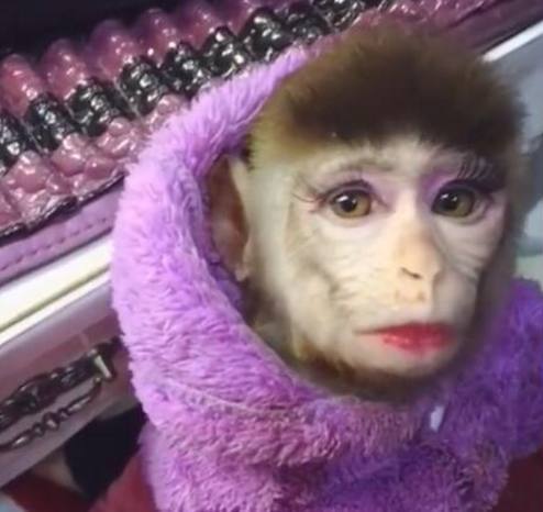 女主人给泼猴化浓妆,网友:单身久了,看只猴子都眉清目秀!