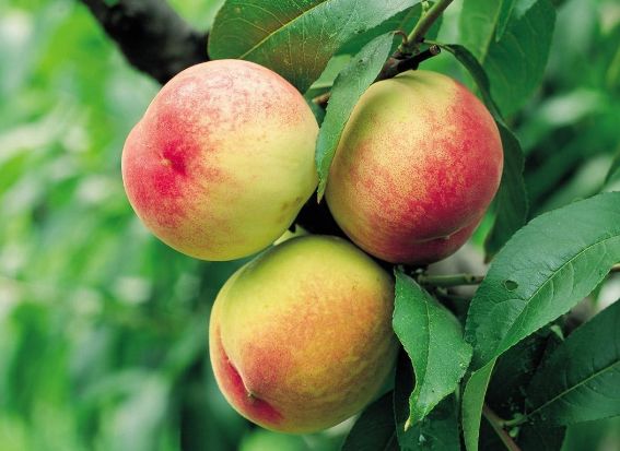 果农偷偷告诉我,买桃子就挑"公"的,一挑一个准,脆甜又天然!