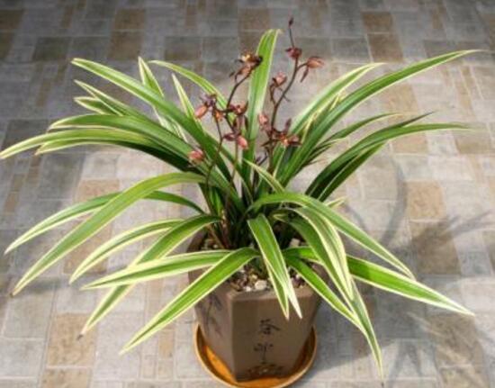 金边兰花怎么养金边兰花的养殖方法