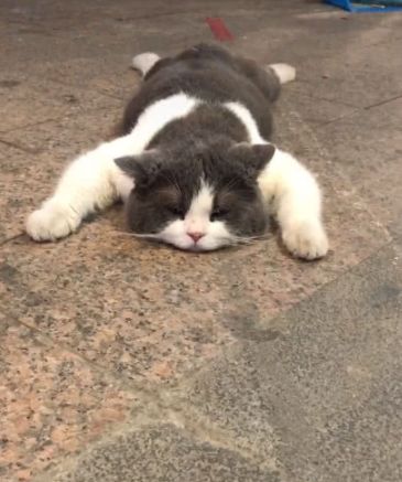 猫咪挣脱主人逃走,没走几步却趴在地上,现摊的猫饼有人要吗?