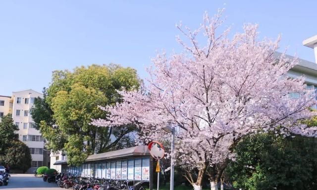 2020江苏专升本招生_江苏专转本教育类2020年招生数据(2)