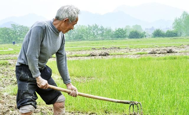 涉農怪象,農民退休遭反對,農產品漲一點就遭吐槽,農民惹誰了?