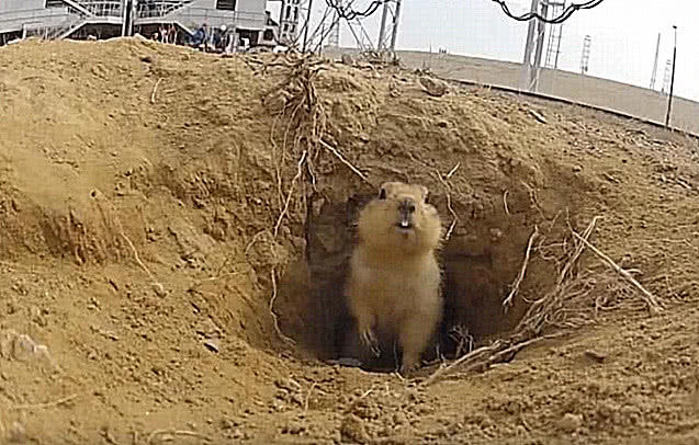 土拨鼠在地下一个劲打洞一露头竟是火箭发射基地表情让人笑喷