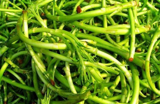 农村野菜,适合和田间作物轮作,食品深加工前景可观,提高效益