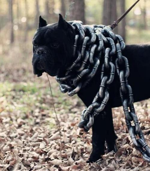 镇宅辟邪的黑狗为什么越来越少人养原因有7个