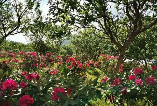 昆明人端午节去哪里玩三家村水库旁名花谷图