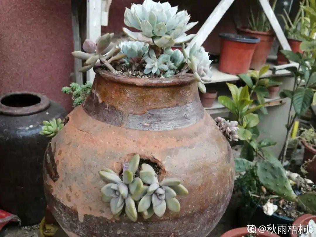 图作者 | q197420你家有废弃的坛子吗?不如也来试试种花吧!