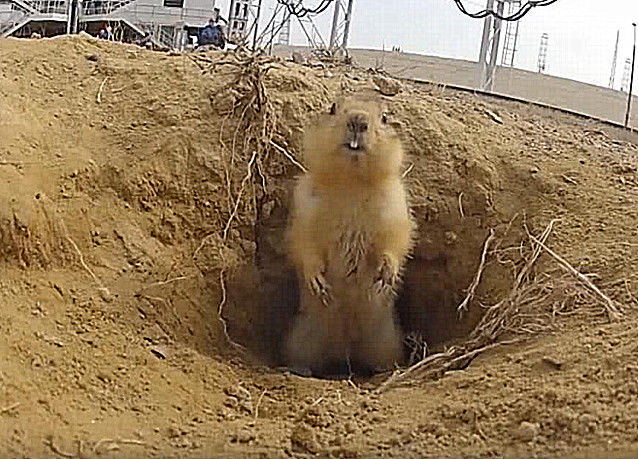 的土拨鼠的时候,它们会直接把草原给破坏了,而且它们不像是老鼠和鼹鼠