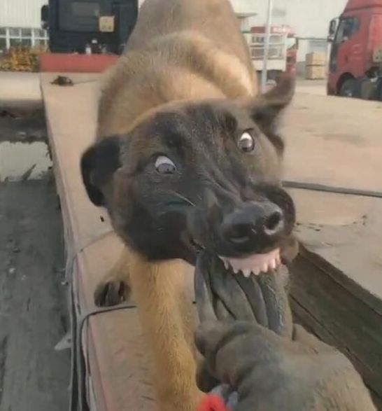 狗狗咬着一个手套表情变幻莫测看清后让人笑喷