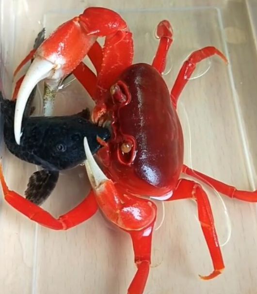 螃蟹即将吃清道夫放进嘴巴一闻画风立马突变了