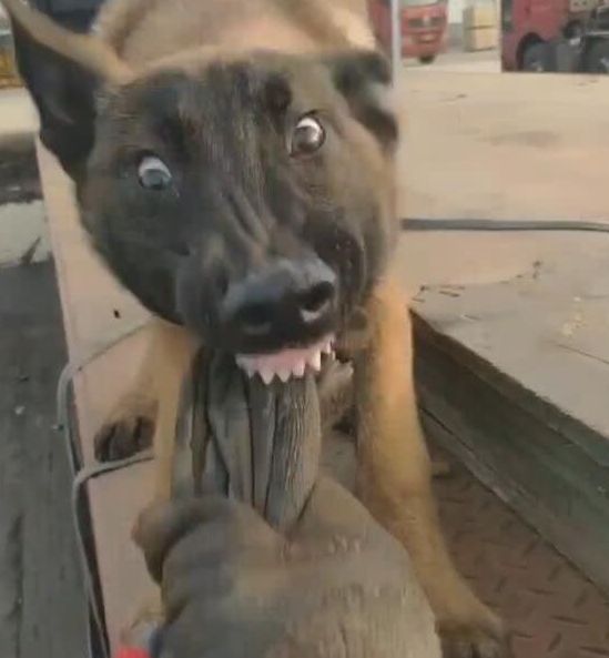 狗狗咬着一个手套表情变幻莫测看清后让人笑喷