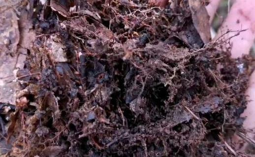 养花土缺少腐殖质怎么办弄清3点轻松解决植物烂根黄叶根源