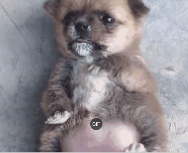 小奶狗吃太饱,肚子圆滚滚没法翻身,可爱一幕笑喷了