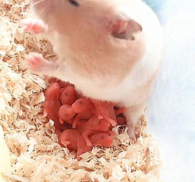 仓鼠没食欲以为病了,站起来后,看到身体下面的东西,发横财了