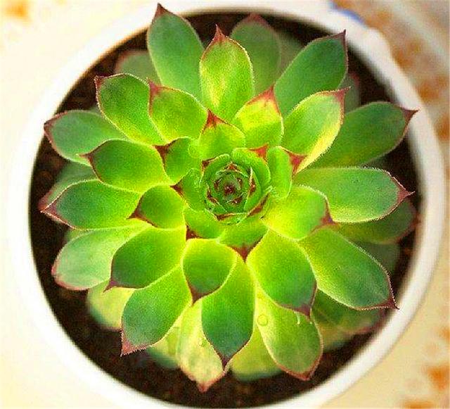 最容易导致多肉徒长的一个原因就是光照缺失,一旦长时间见不到阳光