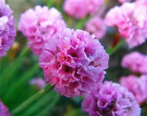 海石竹的花语是体谅,贴心,它的株型相对较小,开花时颜色也比较鲜艳