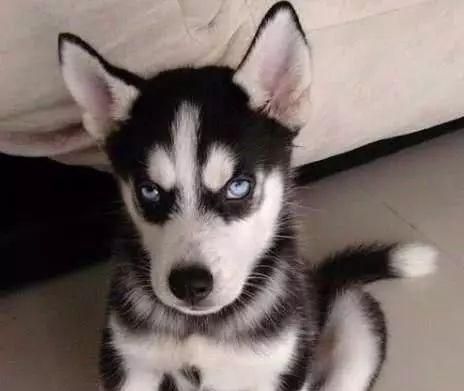 二哈生病去医院检查,医生拍片子后一看吓一跳,这二哈纯啊