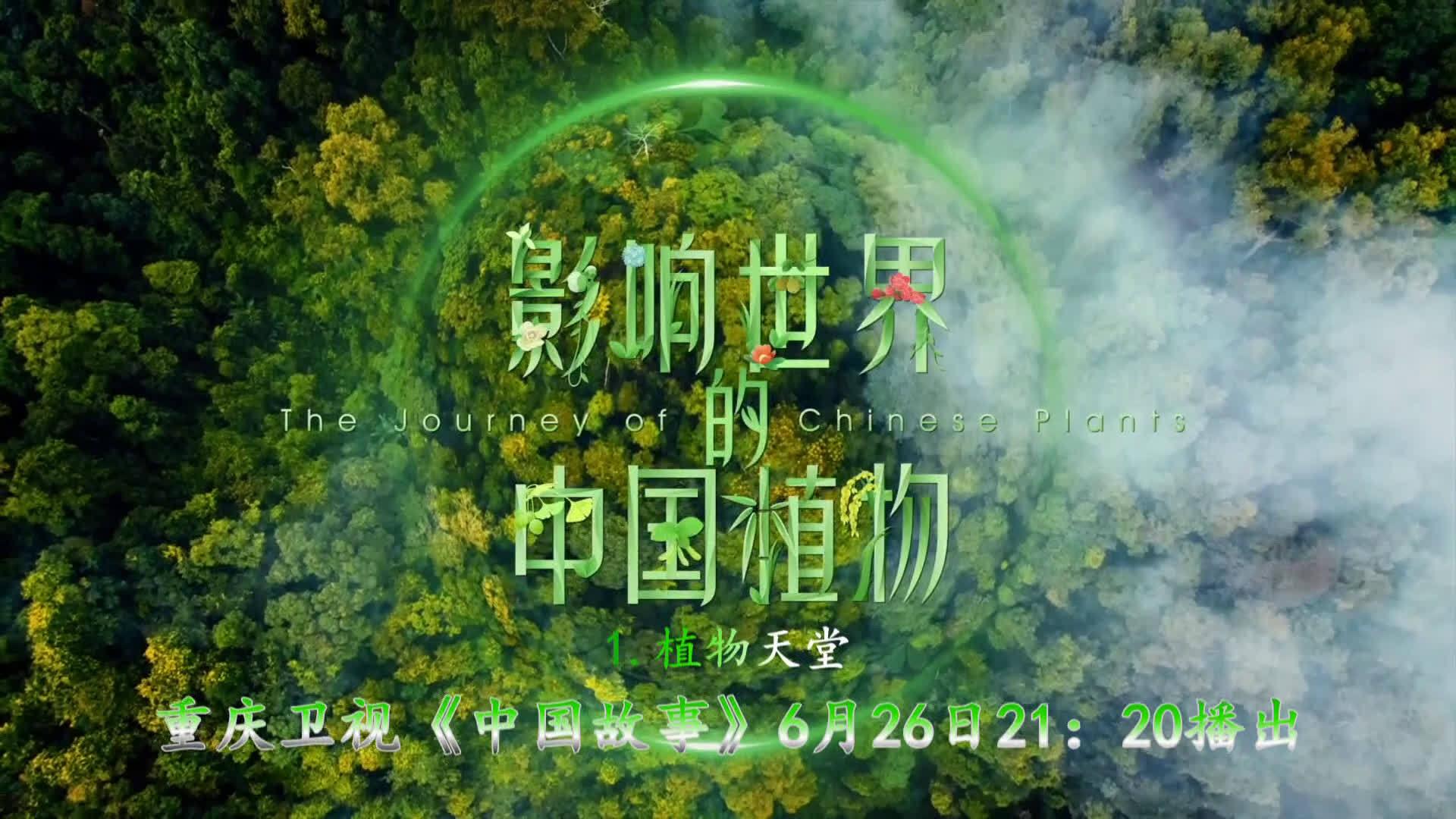 你可知第一个踏上陆地的是植物 52:17 bbc纪录片《植物王国 kingdom