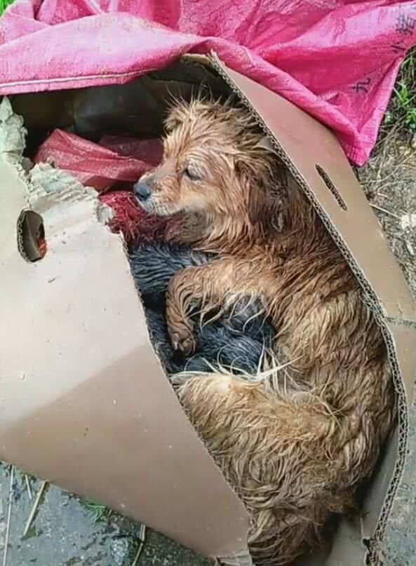 狗妈妈生完孩子被扔,大雨淋湿了一家,路人看后收养