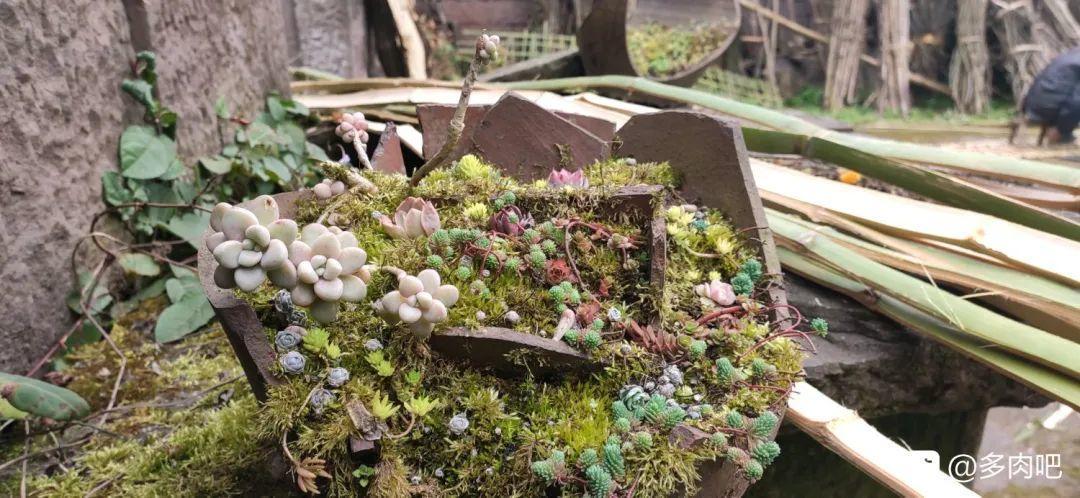 图作者 | q197420你家有废弃的坛子吗?不如也来试试种花吧!