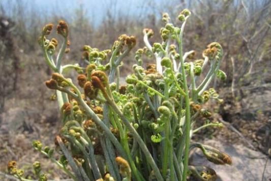 人称"山菜之王"的野菜,营养价值高一斤5元,如何人工种植?