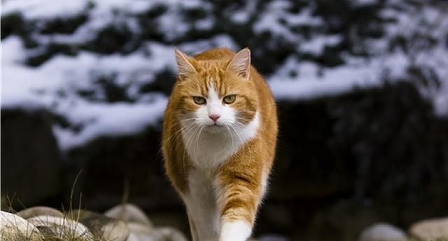 追本溯源：“猫”字的形、义、神