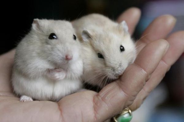 80岁算命大师这两个月份出生的鼠宝宝日后必能光耀门楣