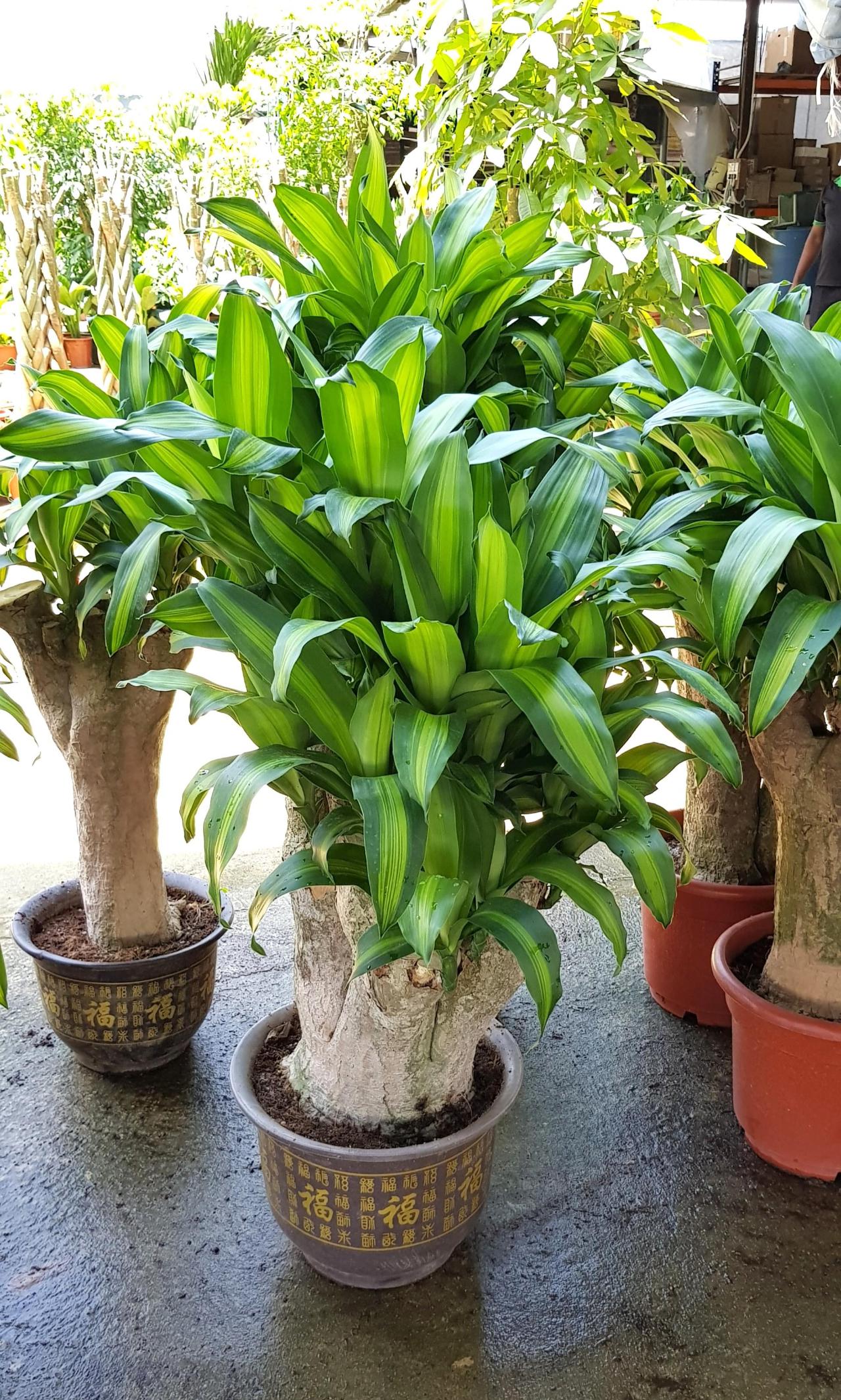 室内霸气的大型盆栽,养客厅或办公室都很不错,注意看好了再养