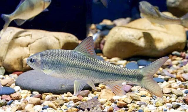 3年才长9厘米,常误认是小杂鱼,记住它外貌,目前600元一斤|赤鳞鱼|泰山