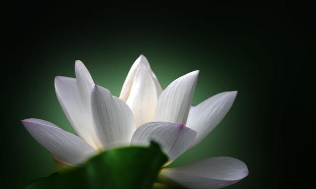 用般若的眼看婆娑的世界,每一粒微尘都有定力,每一株草木皆为良药,每