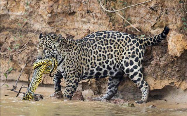 美洲豹大战水中蟒蛇激烈震撼花豹快准狠口口攻击蟒蛇要害