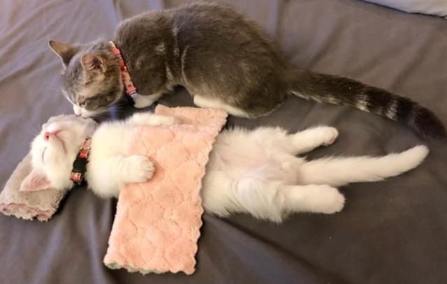 小猫咪盖着被子呼呼大睡,粉嫩小短腿把人融化,太可爱了