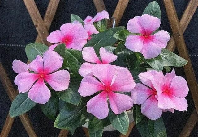 长春花又叫"四时春",花语是"青春常在",象征着愉快的回忆和坚强勇敢.