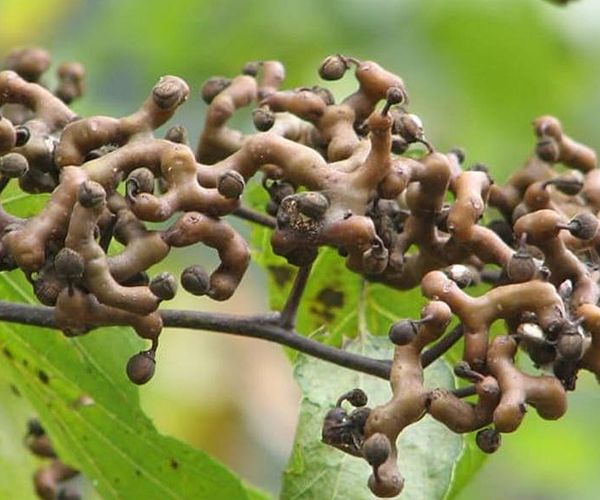 长相极丑的歪瓜裂枣殊不知人称万寿果可治多种病