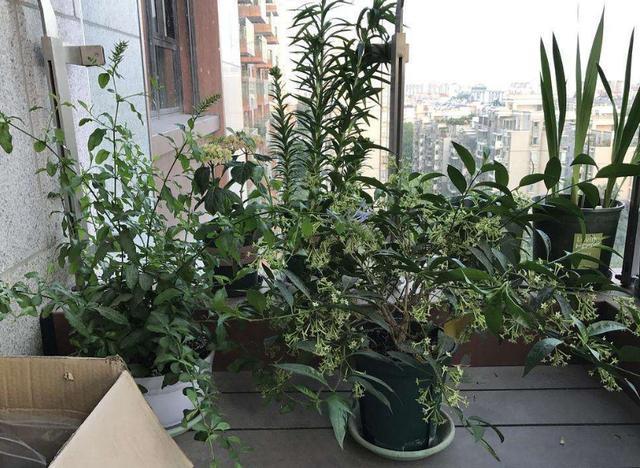 室内盆栽养殖夜来香,管理注意3要点,可赏花,闻花香,杀蚊蝇