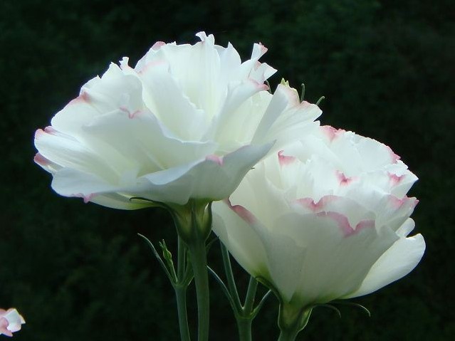 此花是一种寓意着清纯的花有着清新的花色是永恒的爱的象征