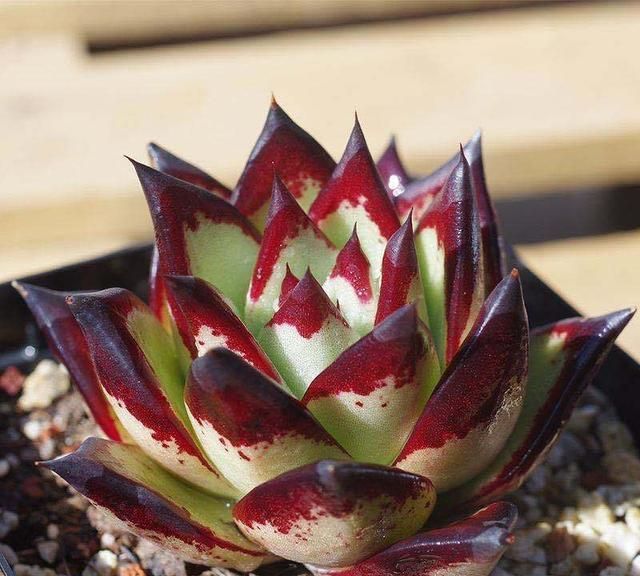 养多肉乌木,做好4件事,棵棵坚挺硬朗,尽显王者风范