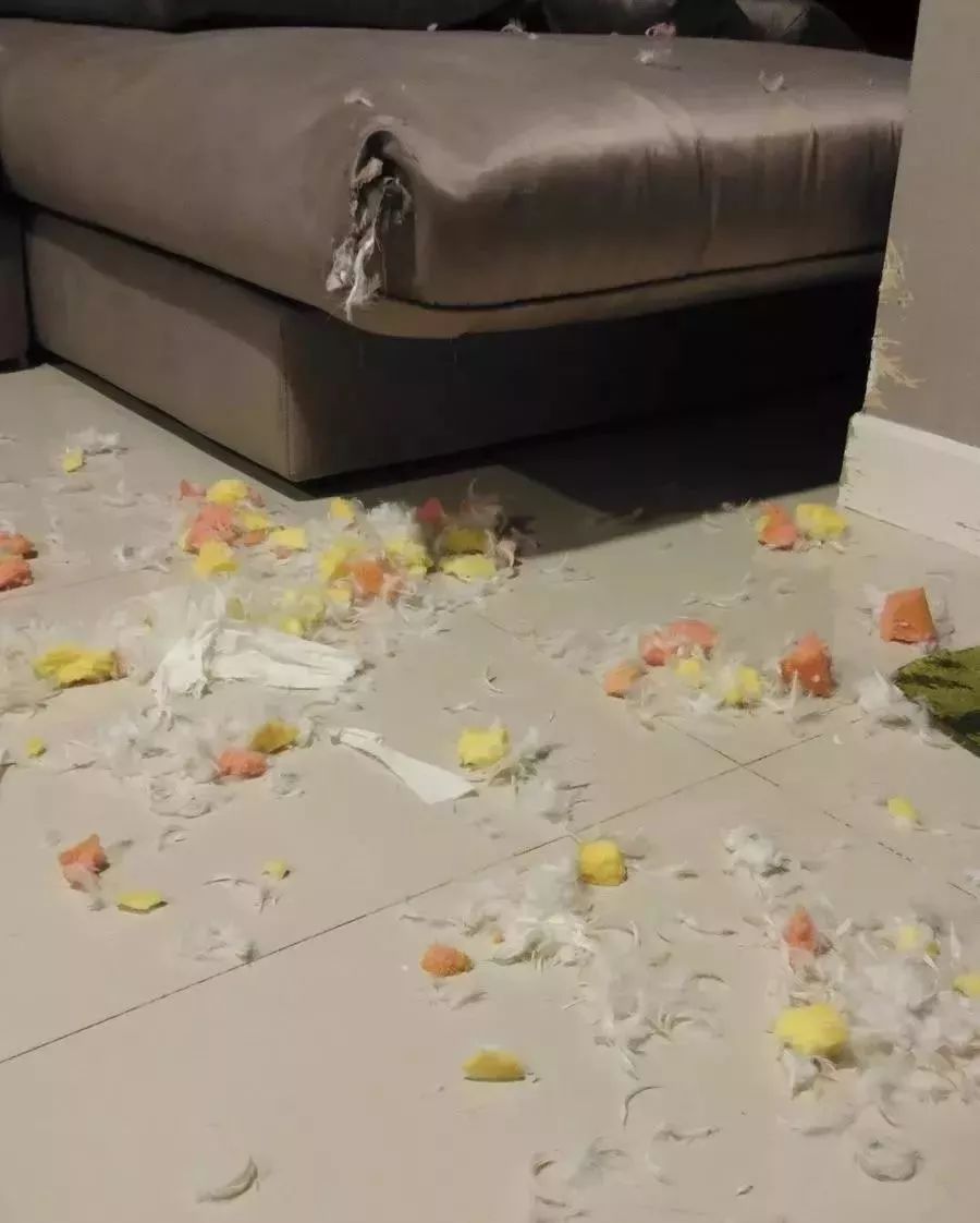 二哈拆家,铲屎官盘点了一下发现,唯一幸免于难的竟是.