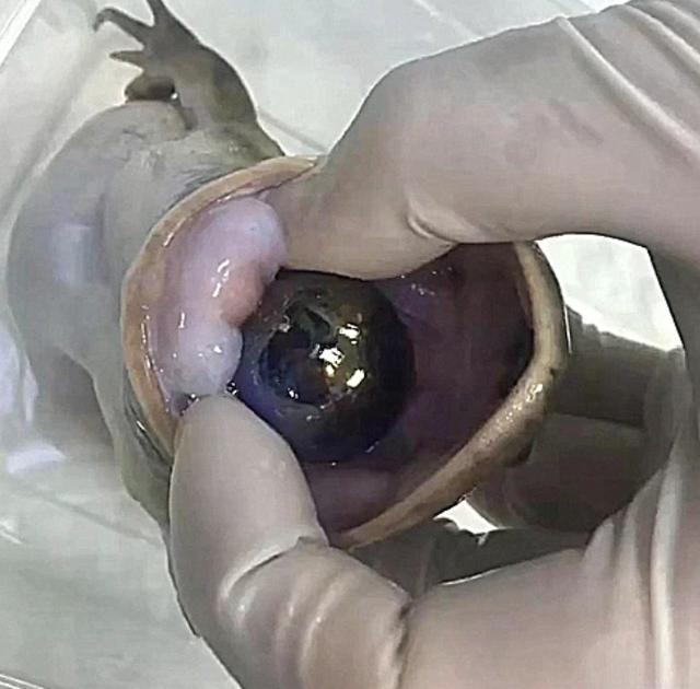 青蛙肚子肿了两个包,以为是肿瘤,看到抠出来的东西,扎心了