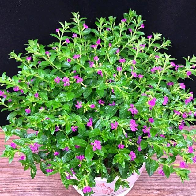 这种花学名"萼距花",国内花商喜欢叫它紫花满天星,木本满天星等,也算